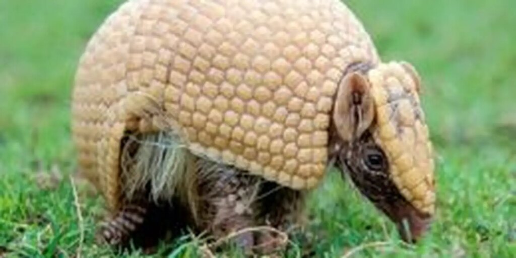 mascote-da-copa,-tatu-bola-continua-ameacado-e-tera-plano-de-protecao